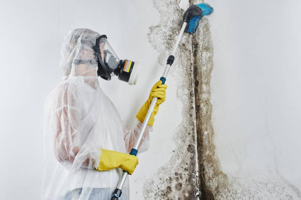 Best DIY Mold Remediation in Mion, AR